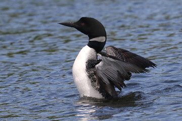 Loon flapping on lake in early spring