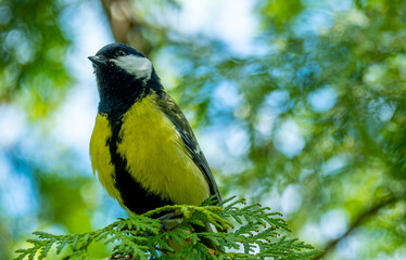 Bird tit on a tree in the forest close-up.