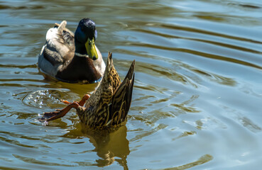 Two ducks dive in the lake in close-up.