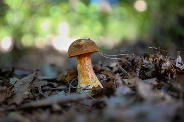 Closeup of a scarletina bolete (Neoboletus erythropus) at the perfect picking age