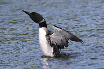Loon flapping on lake in early spring