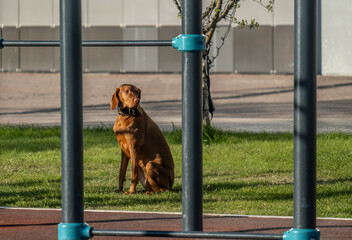 The dog is sitting on the playground.
