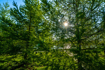 The sun shines through the branches of trees with green leaves on a spring day.