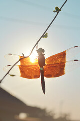 Photo of a beautiful shining dragonfly