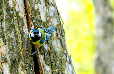 Bird tit on a tree trunk in the forest close-up.