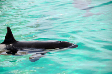 Obraz premium シャチ