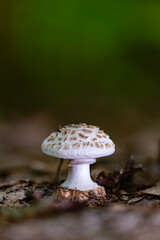 Close-up shot of an Amanita citrina var. alba mushroom