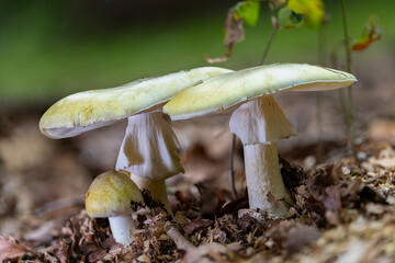 Group of deadly poisonous death cap mushrooms (amanita phalloides) at different stages of growth in their natural environment.