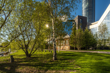 Naklejka premium A green tree with a lush crown in spring among the houses in the city.
