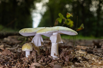 Group of deadly poisonous death cap mushrooms (amanita phalloides) at different stages of growth in...