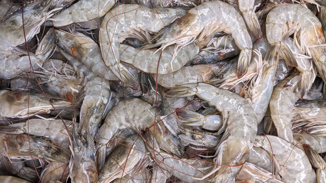 A detailed close-up of raw shrimps, showcasing their natural grey texture and freshness