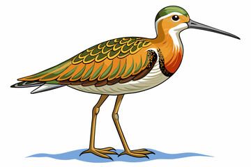 Sandpiper  vector illustration
