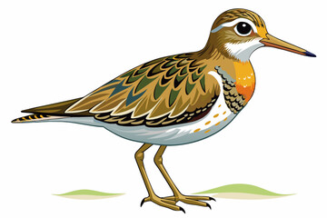 Sandpiper  vector illustration