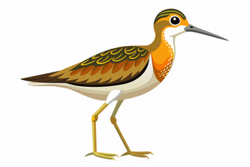 Sandpiper  vector illustration