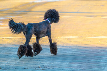 A trimmed poodle runs down the street on a summer day.