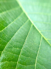 green leaf abstract natural background