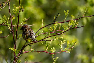 A sparrow sits on a branch of a green bush on a summer day.