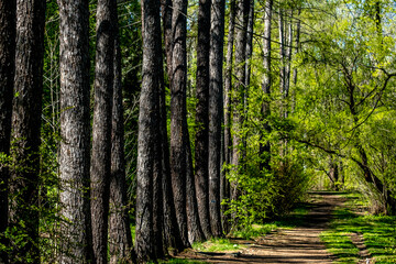 A row of trees in the park on a spring day.