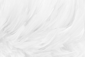 Beautiful white grey bird feathers pattern texture background.