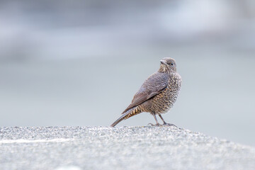 きれいな声でさえずる美しいイソヒヨドリ（ヒタキ科）。
日本国静岡県伊豆半島賀茂郡南伊豆町中木から渡し船で渡るヒリゾ浜にて。
2022年夏水中撮影。
Beautiful Blue Rock Thrush (Monticola solitarius , family Bewick's flycatcher) chirping in beautiful voices.
