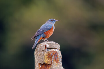 きれいな声でさえずる美しいイソヒヨドリ（ヒタキ科）。
日本国静岡県伊豆半島賀茂郡南伊豆町中木から渡し船で渡るヒリゾ浜にて。
2022年夏水中撮影。
Beautiful Blue Rock Thrush (Monticola solitarius , family Bewick's flycatcher) chirping in beautiful voices.
