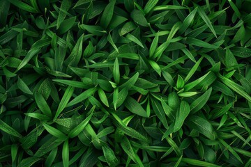 Green grass texture background. Top view of juicy natural organic leaves growing in the field.