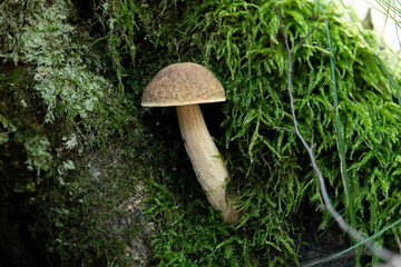Close-up of a young hazel bolete mushroom (Leccinum pseudoscabrum)