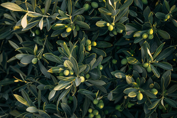 Overhead View of an Olive Plant