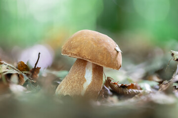 Close-up of a summer cep porcini mushroom (Boletus reticulatus) in an oak forest