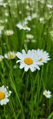 daisies in a field