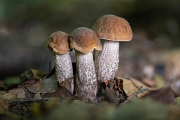 Close-up shot of a group of hazel bolete mushrooms (Leccinellum pseudoscabrum) in late summer