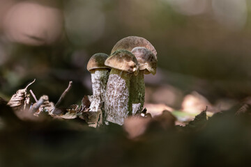 Close-up shot of a group of hazel bolete mushrooms (Leccinellum pseudoscabrum) in late summer