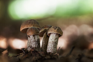 Fototapeta premium Close-up shot of a group of hazel bolete mushrooms (Leccinellum pseudoscabrum) in late summer
