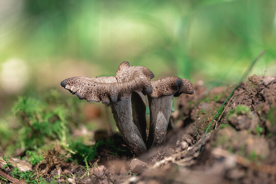 Two fresh black trumpet or black chanterelle mushrooms (Craterellus cornucopioides) in the forest