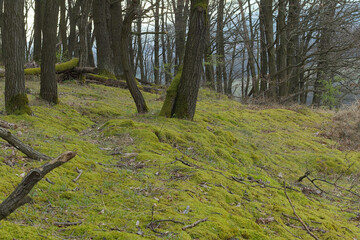 moss covered ground in the forest