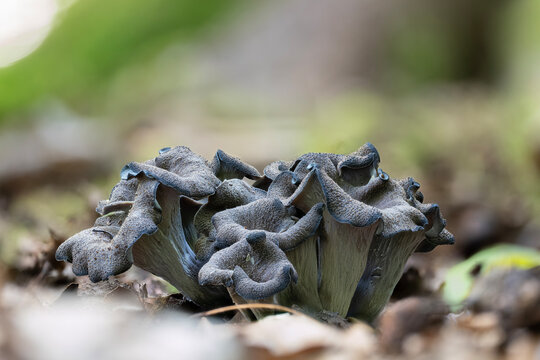 A group of fresh black trumpet mushrooms (Craterellus cornucopioides) in the forest