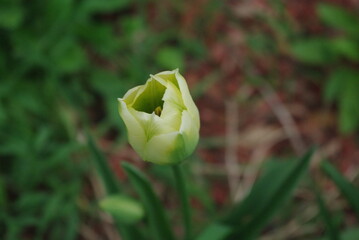 White tulip in the garden