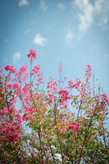 pink flowers against blue sky