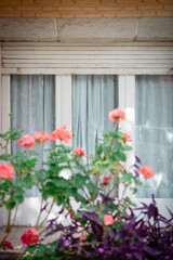 window with flowers
