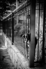 Dog on a Gate