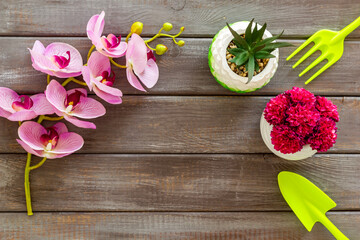 Gardening at home. Passion fruit seedlings in peat pots, top view