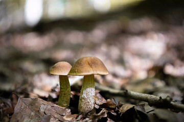 Close-up shot of two hazel bolete mushrooms (Leccinellum pseudoscabrum) in late summer