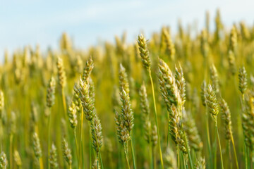 View of a yellow wheat field