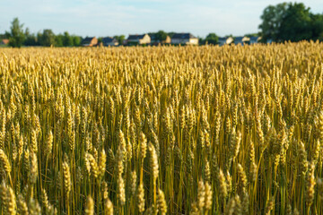 View of a yellow wheat field