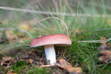 Beechwood sickener mushrooms (russula nobilis) in late summer