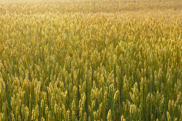 View of a yellow wheat field