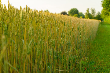 View of a yellow wheat field