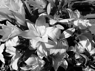 Lilies flowers black and white.