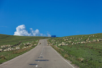 Flock of sheep cross the road in green mountains, Georgia, travel and agriculture concept 