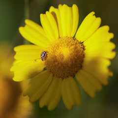 Small bug on wild yellow flower